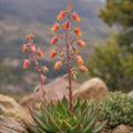 معرفی گیاه اچوریا آگاویدس (Molded Wax Agave)  - Echeveria agavoides
